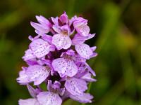 Variante der Knabenkraut Orchidee